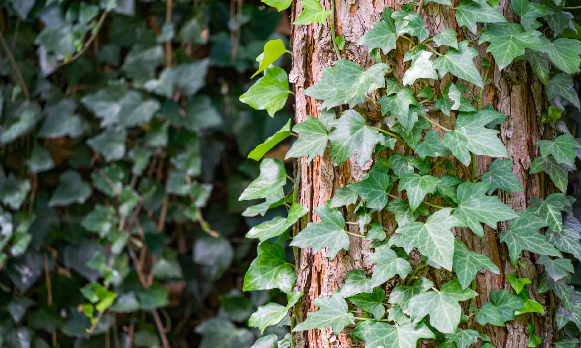 Edera inglese (Hedera helix)