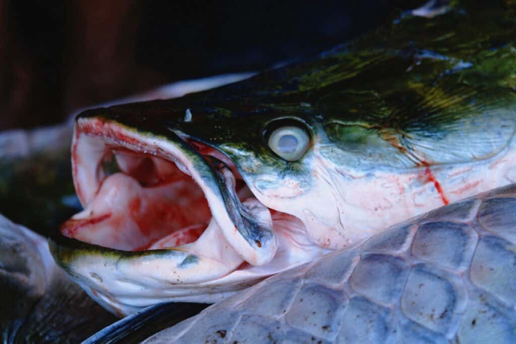 Arapaima Denti - Arapaima