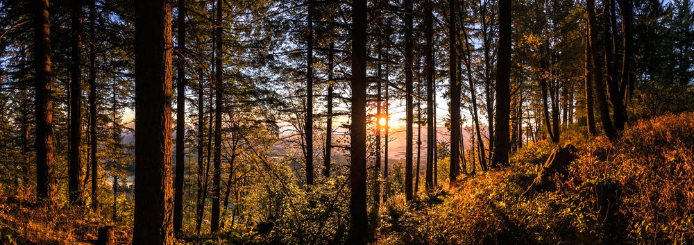 Parco statale del picco calvo - Oregon