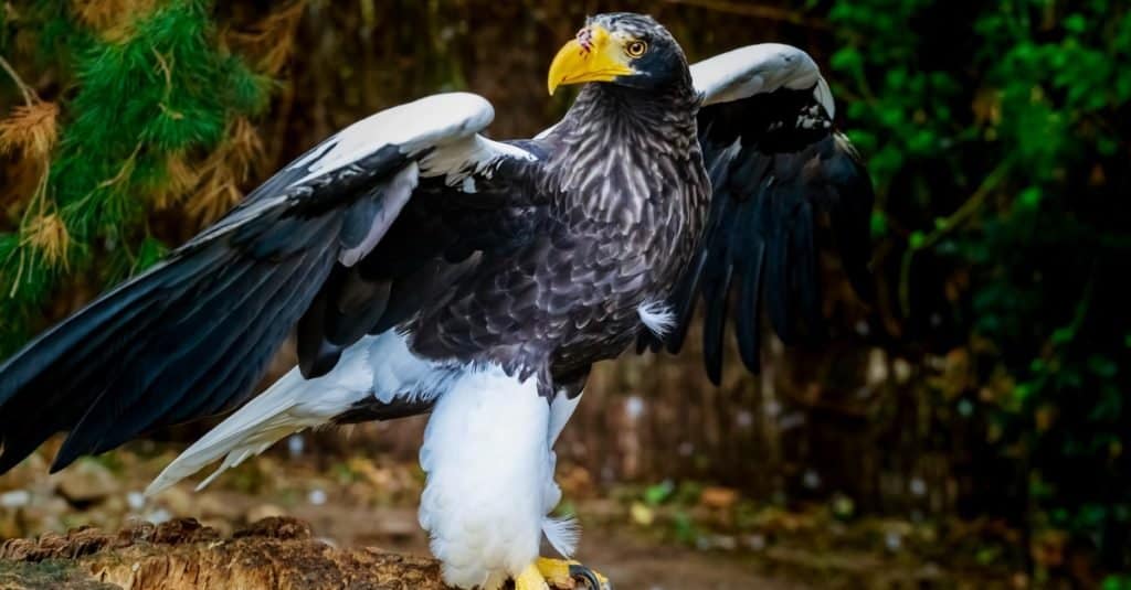 Aquila di mare di Steller