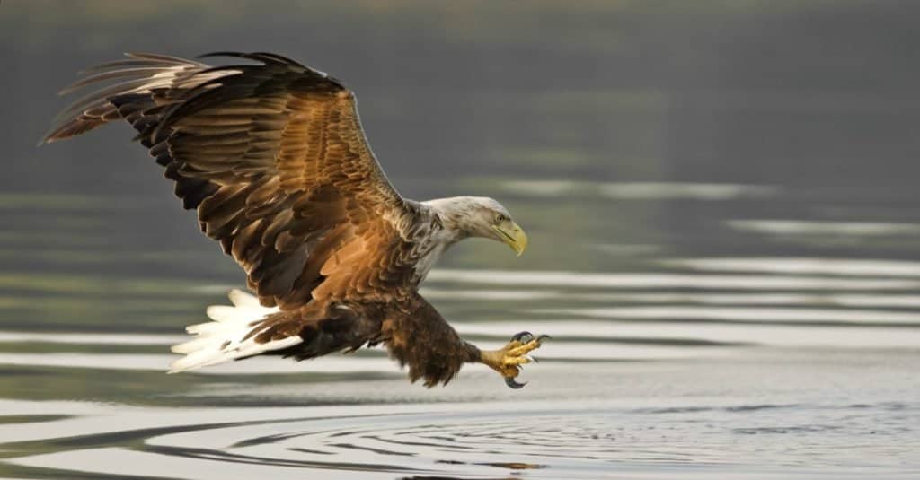 Le aquile più grandi del mondo: l'aquila dalla coda bianca