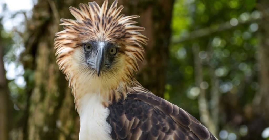 Le aquile più grandi del mondo: l'aquila filippina