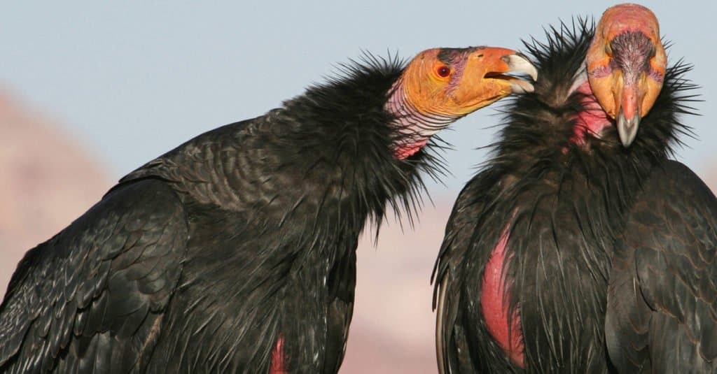 Apertura alare e dimensioni del condor: quanto sono grandi?