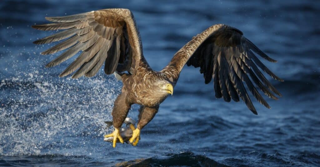 Aquila di mare in volo sull'acqua