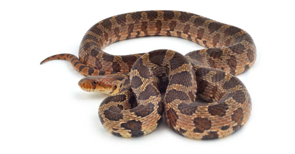 Serpenti in Iowa - Serpente volpe occidentale