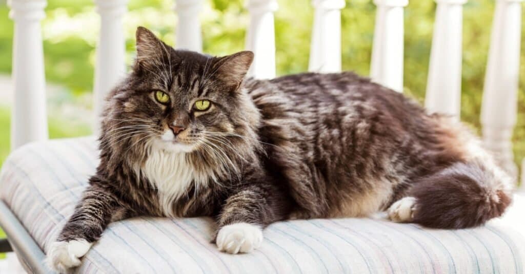 I gatti più forti - Maine Coon