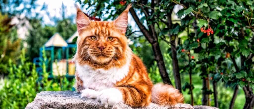 Il gatto Maine Coon più grande