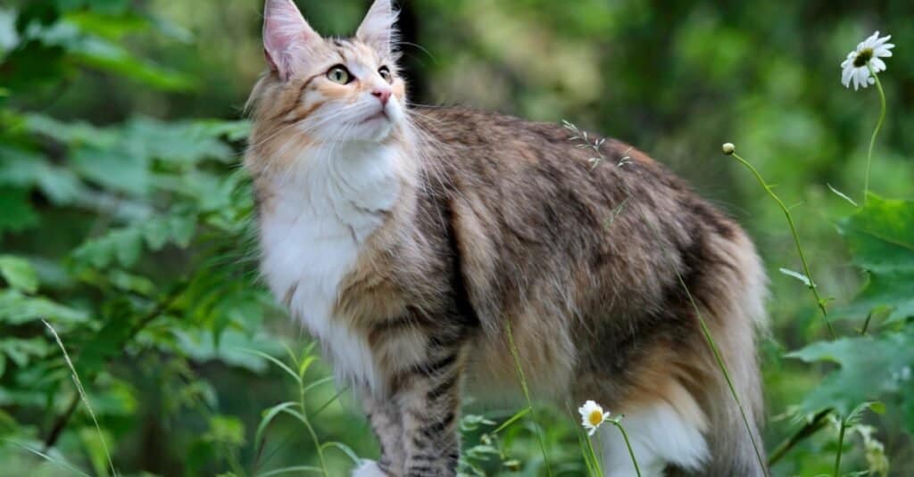 Gatti belli e più carini - Foresta norvegese