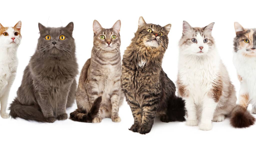 Sei gatti seduti su sfondo bianco