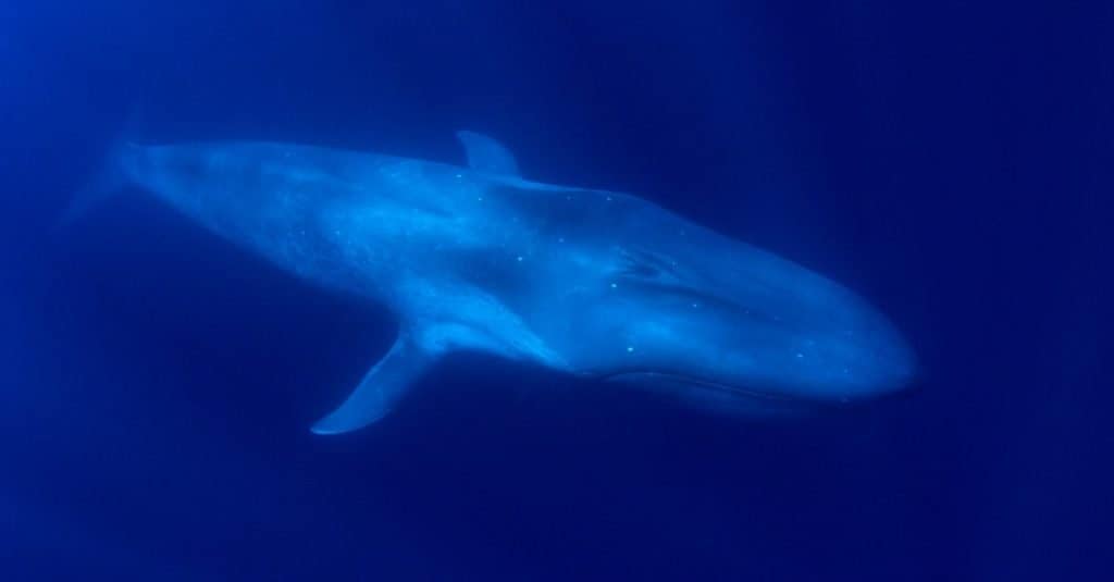 Animale grasso: balenottera azzurra