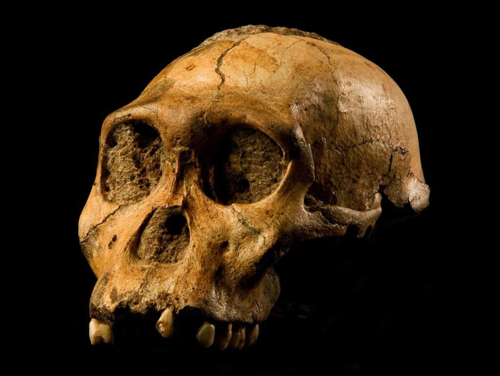 Bene l'Australopithecus