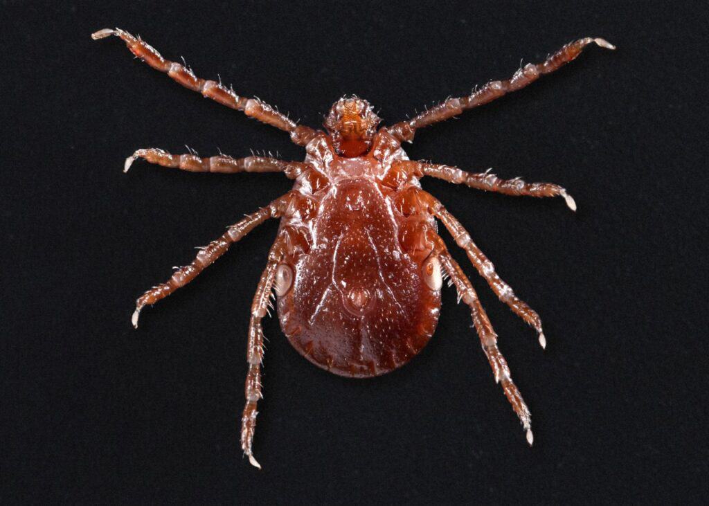 Zecca asiatica dalle lunghe corna