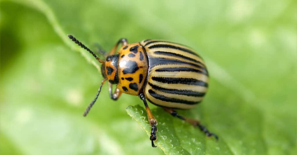 Cosa mangiano gli insetti della patata - Scarabeo della patata del Colorado