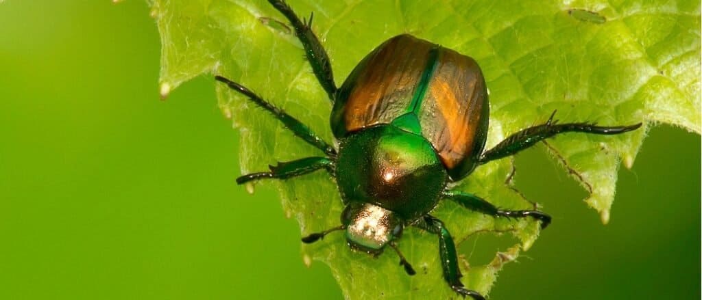 Scarabeo giapponese sulla foglia