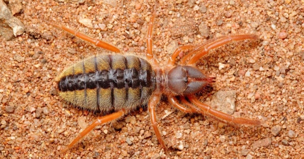 I più grandi ragni: il ragno cammello