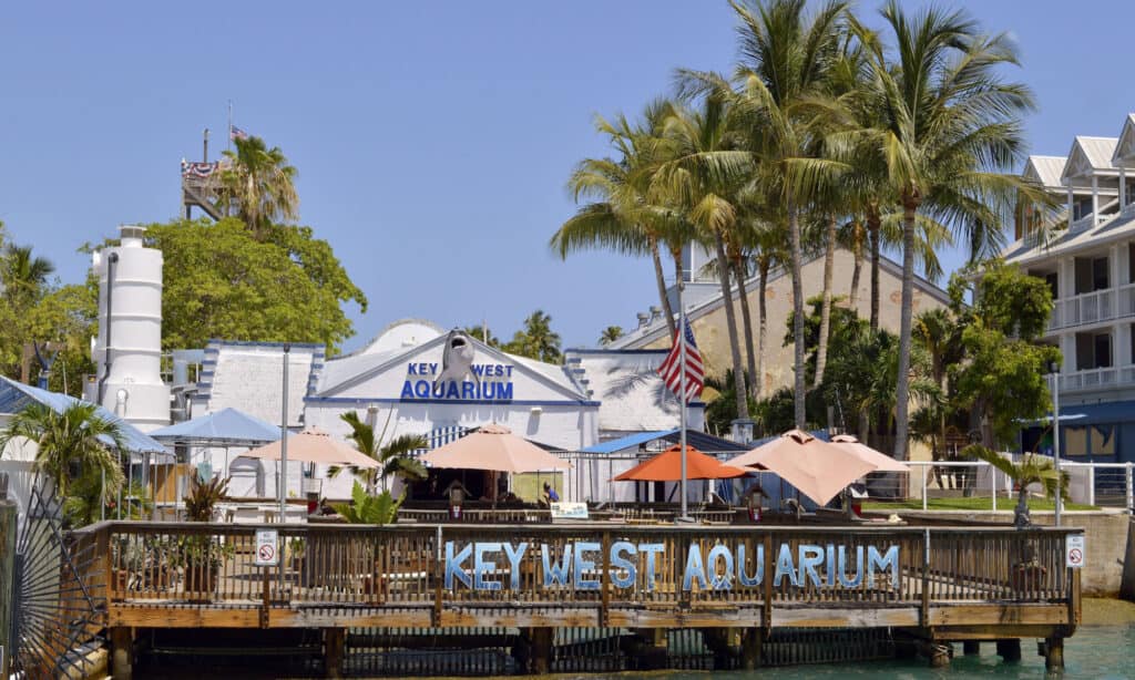 Acquario Florida di Key West 