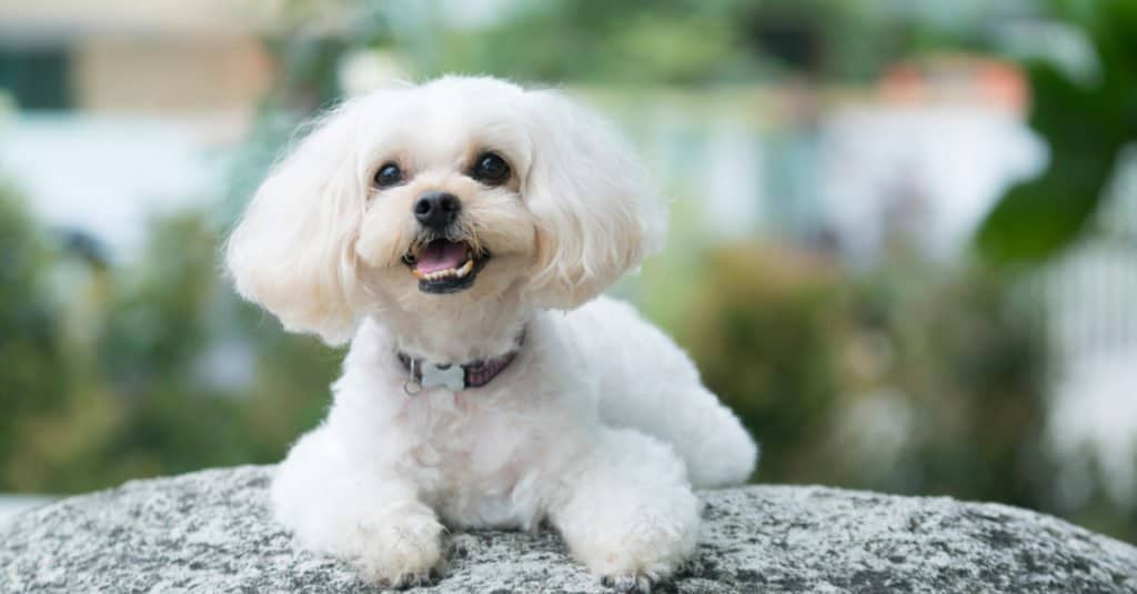 Maltipoo contro Shih Poo