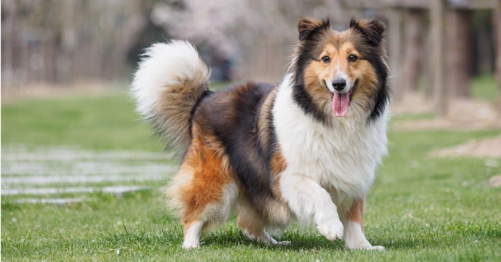 Cane da pastore delle Shetland a metà passeggiata fuori
