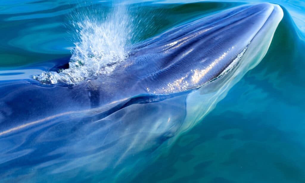 La balena di Bryde