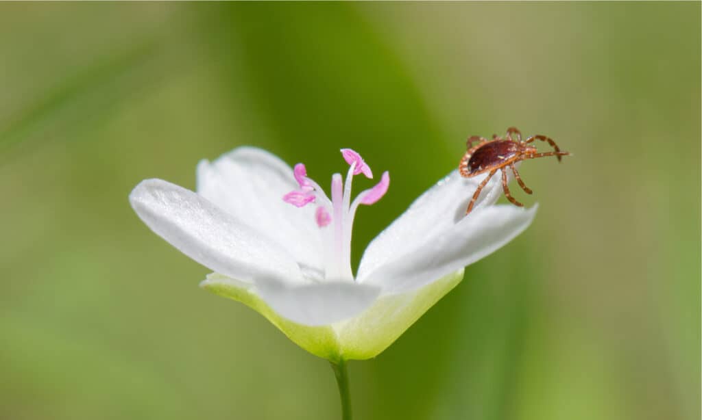 Lone Star Tick sul fiore Virginia Spring Beauty. Le zecche Lone Star sono molto aggressive e viaggiano attivamente verso l'ospite.