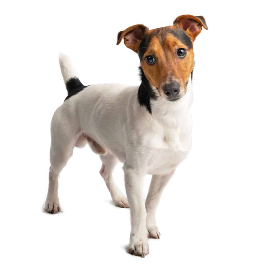 Jack Russell Terrier
