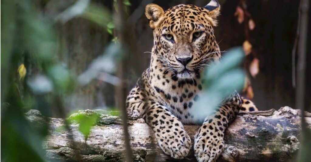 Cosa mangiano i leopardi?