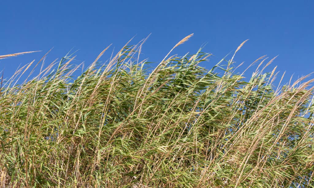 Canna gigante (Arundo donax)