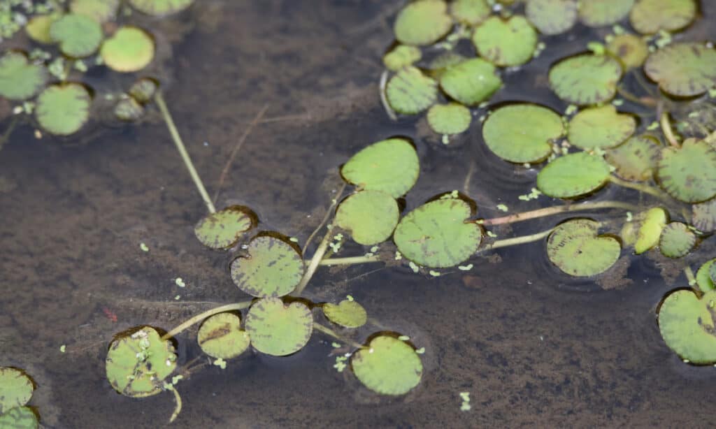 Pianta spugna sudamericana (Limnobium laevigatum)