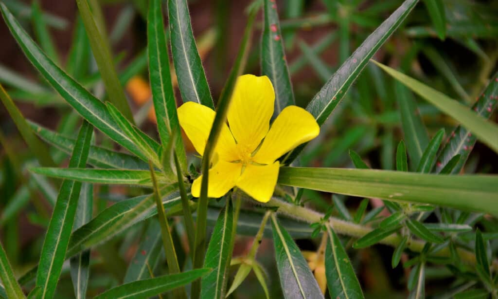 Primula d'acqua strisciante (Ludwigia hexapetala)