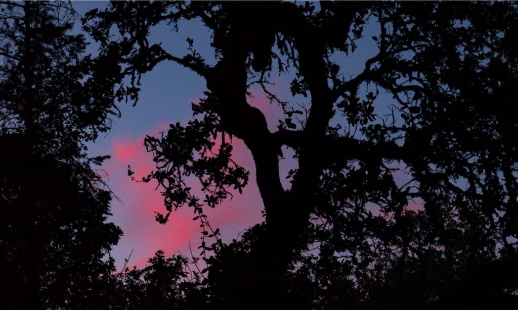 Bothe-Napa Valley State Park