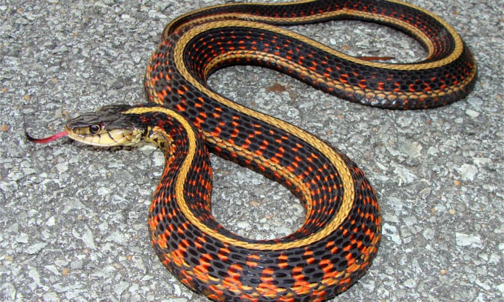 Questa è una foto di un bellissimo serpente giarrettiera dal lato rosso (Thamnophis sirtalis parietalis), originario degli Stati Uniti occidentali e di parti del Canada.