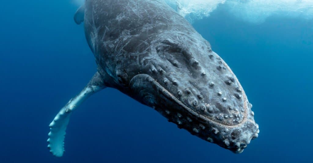Le balene hanno i capelli - Capelli di balena megattera 