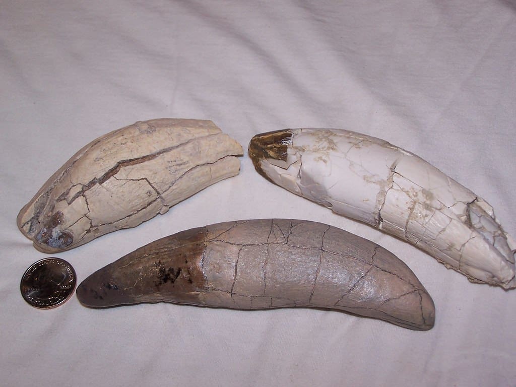 Zanne di archaeotherium fossilizzate