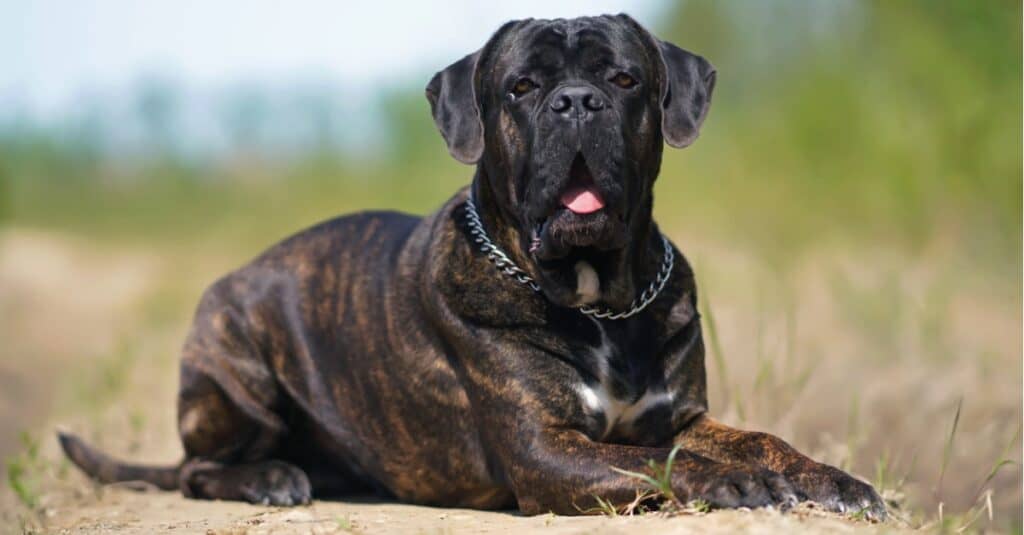 Cane Corso steso all'esterno in terra battuta