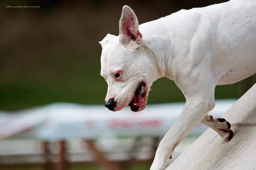 Un Dogo Argentino chiamato, Pablo.