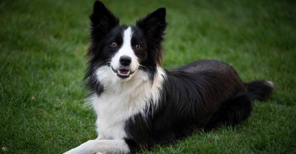 Cane più anziano: Bramble il Border Collie