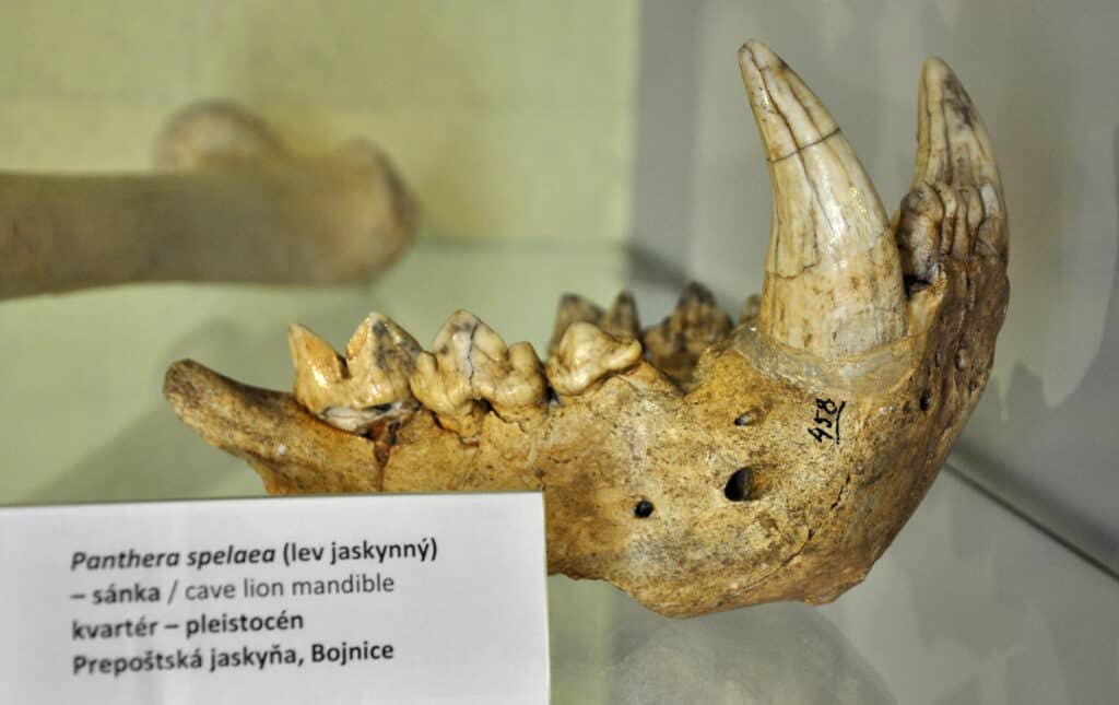 fossile di leone delle caverne eurasiatico