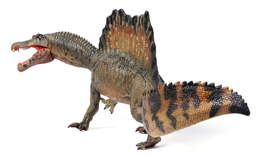 Spinosaurus - Coda di remo