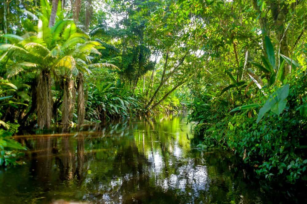 Uno stretto fiume fiancheggiato da una varietà di piante e alberi verdi.