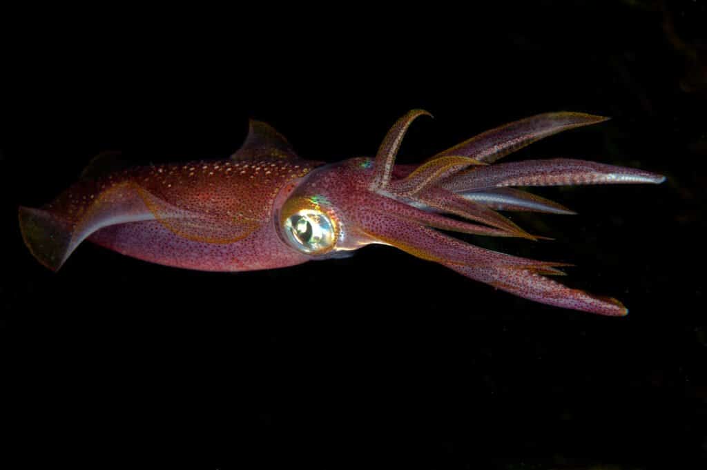 Calamaro gigante contro balenottera azzurra