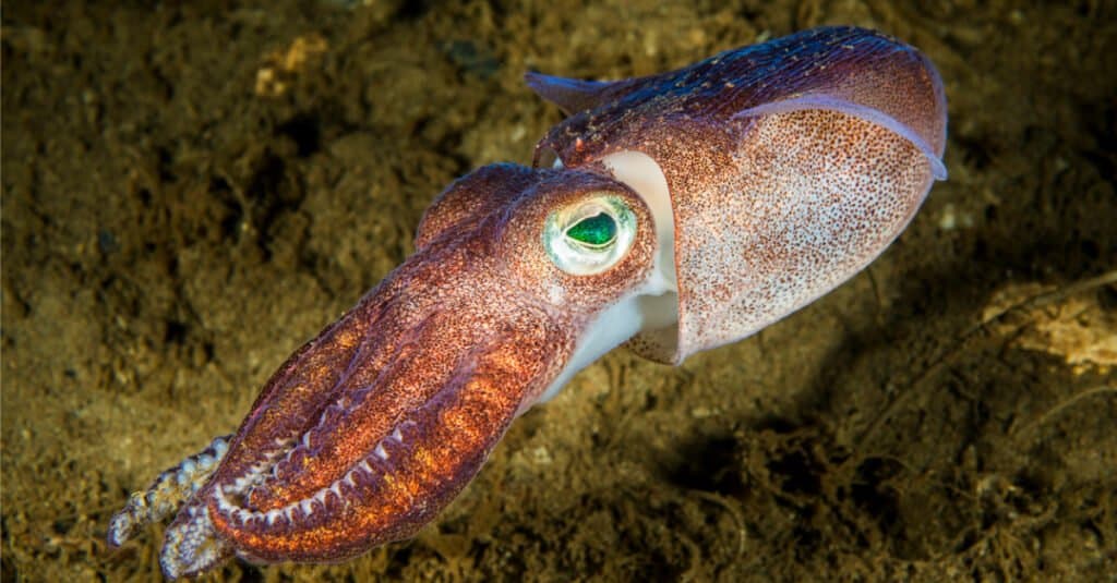 Cosa mangiano i calamari - Calamari sott'acqua