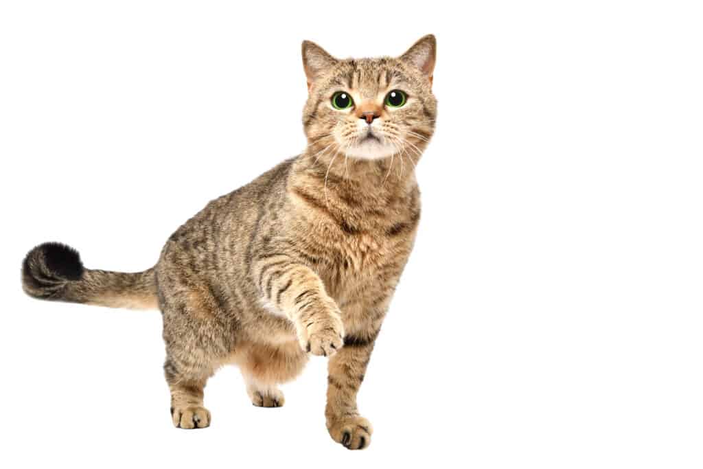 gatto che fissa