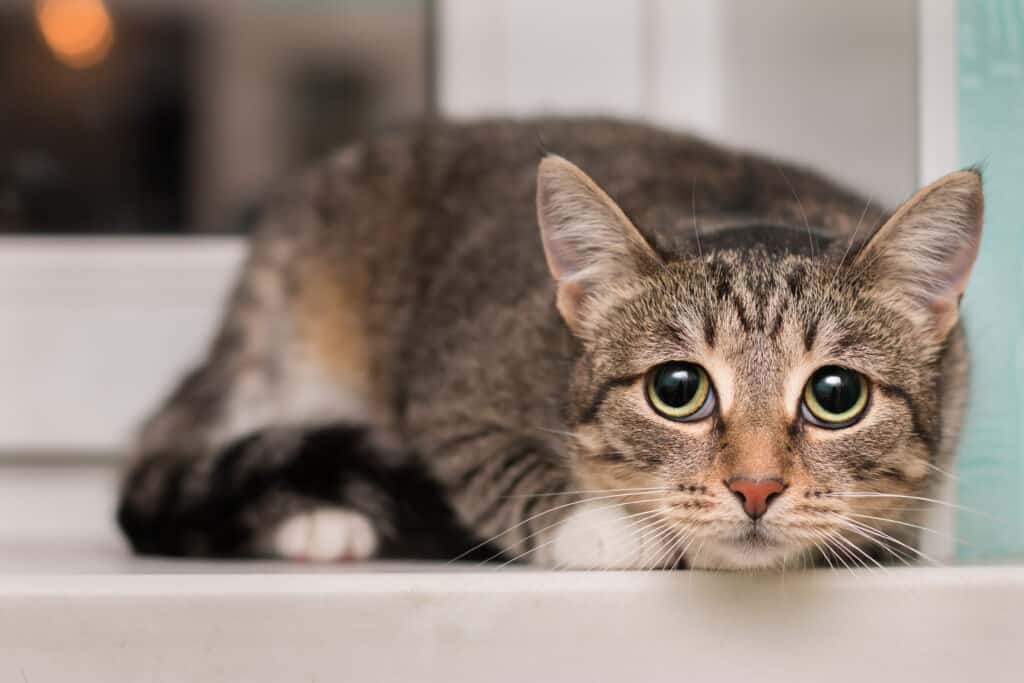 gatto spaventato