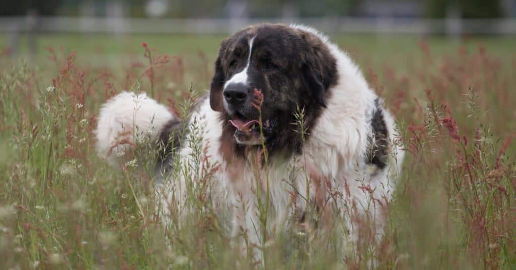 Mastini più grandi - Mastino dei Pirenei 
