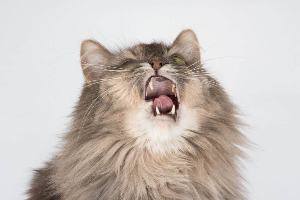 starnuti del gatto