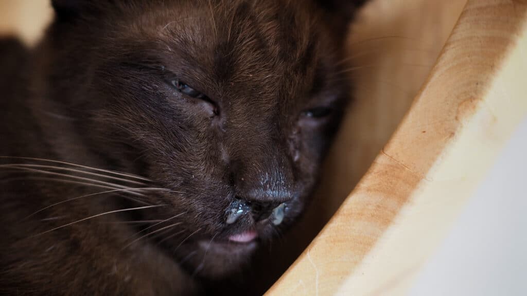 gatto affetto da Calicivirus felino