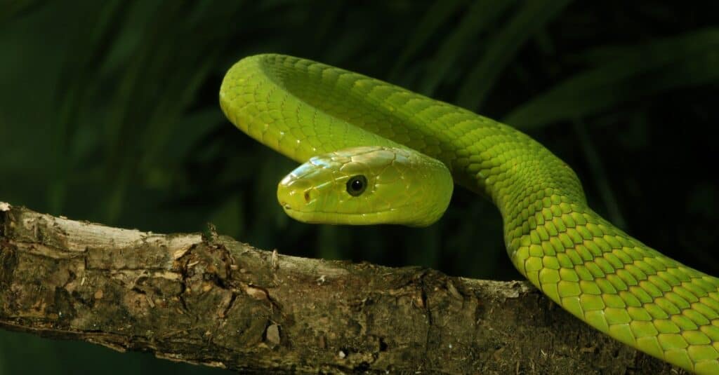 mamba nero contro mamba verde