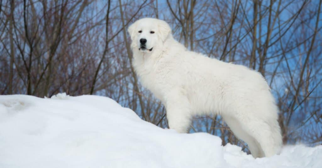 Cane pastore maremmano in piedi in cima alla collina di neve