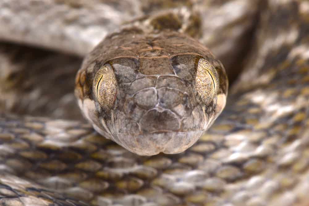 Serpente fantasma