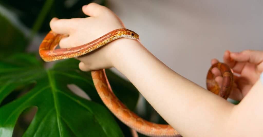 I migliori animali per bambini